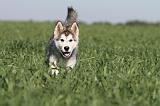 ALASKAN MALAMUTE 170